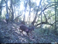 Blue Duiker Brackenburn