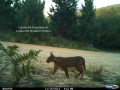 Caracal