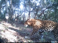 Leopard Brackenburn.